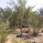 لبيع 4حبات اشجار سدر بلدي جاهز في اكياس