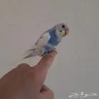 طير بادجي اليف جدآ ( تم البيع )