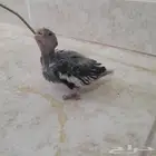 فرخ كروان وايت فيس(تم البيع)
