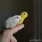 زوج بادجي اليف( تم البيع )