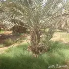 الزلفي يوجد 7 نخلات هشيشي طيبات بفروخهم