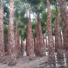 لبيع نخل وشنطني جميع المقاسات
