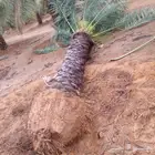 نخل عربي جميع المقاسات وانواع طيبه