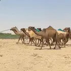 ابل ذود صفر طيبه للبيع