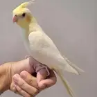مطلوب ذكر كروان لاتينو أليف