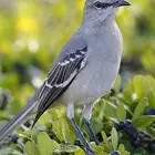 وصول دفعة من البلابل المفردة النادرة الكمية محدودة