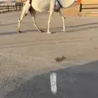 نياق لقحة للبيع