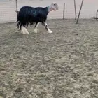 فحل نجدي كفوو