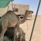 للبيع حاشي