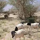 طليان بربري نظيييفه