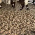 طليان نعيمي جبر