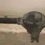 للبيع دفرنش أمامي شروكي