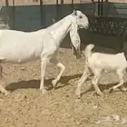 للبيع عنز طيبه وجرم ناهي واذن راهيه معها جفرة عمرها شهر ونص