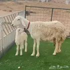 حريه خصم
