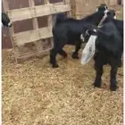تيوس عوارض وبيشي