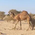 بعير احمر باتلي منتج