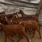 جفار دهم
