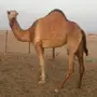 بكره طيبه 