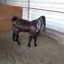 مشروع فحل 