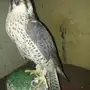 صقر  وكري  للبيع تبوك
