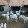ضان للبيع
