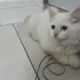 قطط هيمالايا وشيرازي ابيض