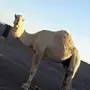 جمل اوضح طيب 
