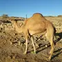 ناقتين للبيع