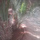 نخيل برحي مثمر