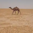 قعود حق اصفرعلى الهدب للبيع