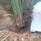 يوجد لدينا فسائل مجدول