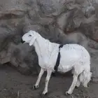 خروف كفو جذع فحل مضمون ومشروط من جميع العذريب