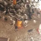 صوص دجاج بلدي  العمر شهر
