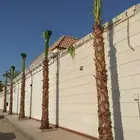 نخل واشنطن للبيع