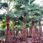 نخل واشنطني زينه واشنطونيا