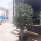 زيتون اشجار معمره