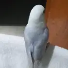 للبيع ..طائر روز ذكر اليف جدا..