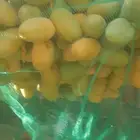 نشتري محصول للنخيل