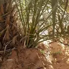 فروخ سكري وصقعي واخلاص وبرحي