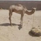 حائل