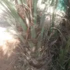 فسائل نخيل يوجد لدينا نقايل خلاص ملكي باسعارمناسبه جدا