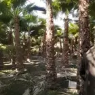 لدينا نخل وشنطني مع التوصيل والزرع