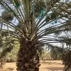 ثمر نخيل للبيع