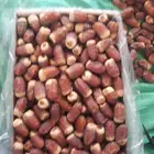 صقعي مبروم رقم 1