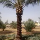 نخل للبيع جميع انواع انخيل العربي والواشنطن 06232 05374
