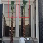 نخل واشنطني زينه امريكي للبيع