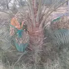 نخل هلالي نخيا هلالي محمل بحمله متى