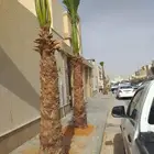 يوجد لدينا نخل واشنطني زينه امريكي جميع المقاسات. موجوده