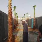 نخل واشنطني زينه