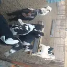 معزء لبيع